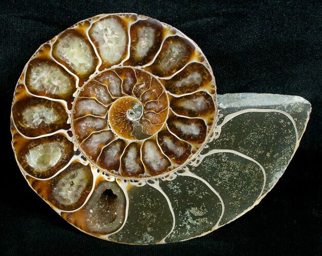 Cut & Polished Desmoceras Ammonite (Half) - #5392
